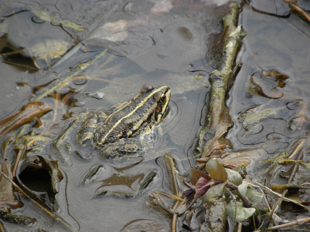 Rospo da identificare - Rana Pelophylax sp. (prov. Cuneo)