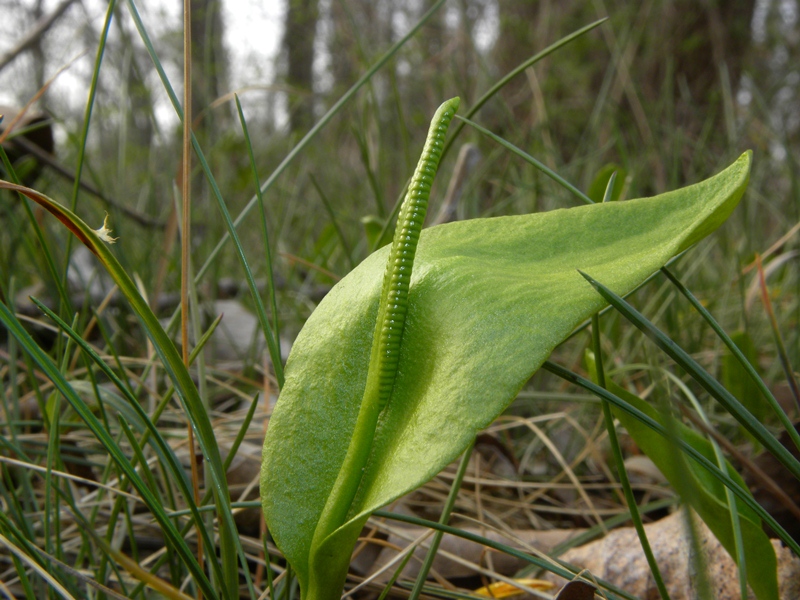 Ophioglossum vulgatum / Ofioglosso comune