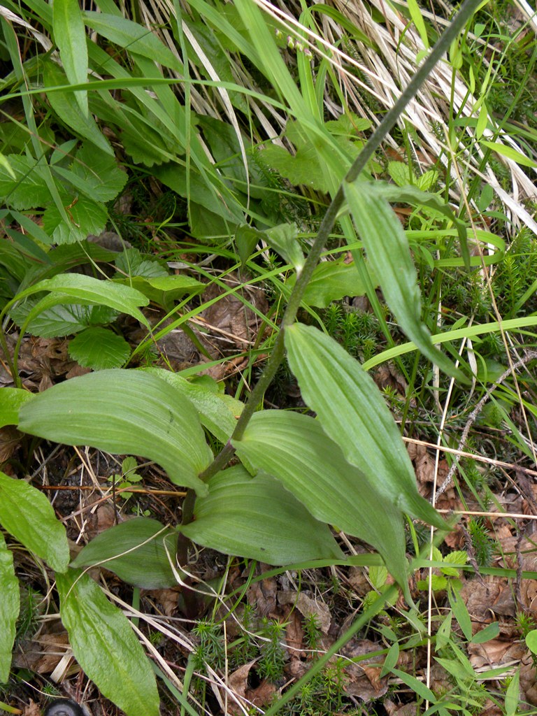 Epipactis atrorubens?