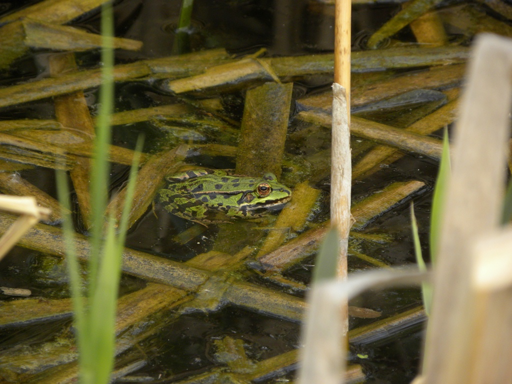 Rospo da identificare - Rana Pelophylax sp. (prov. Cuneo)