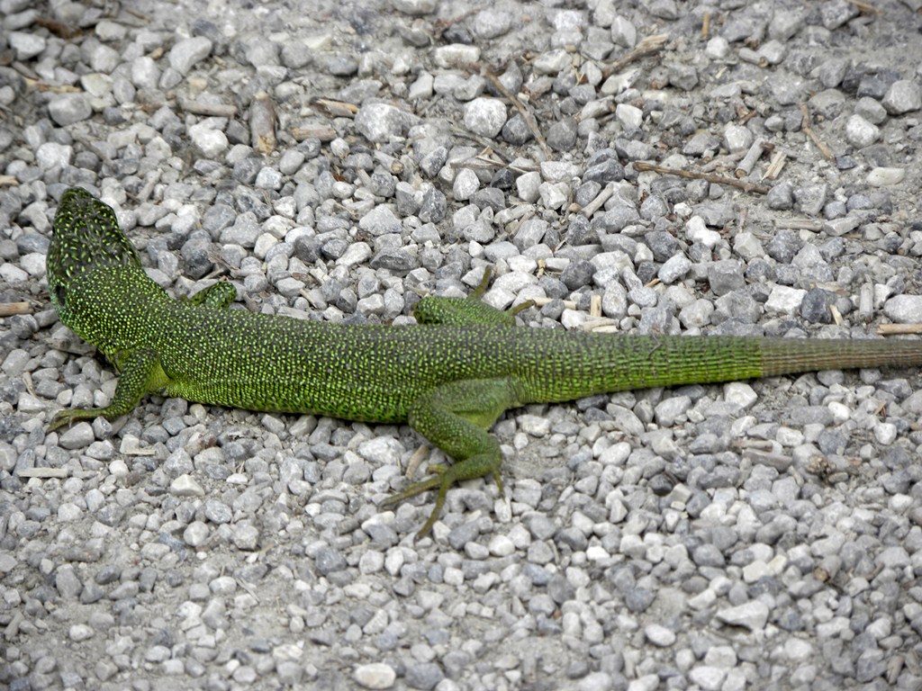 Dal finestrino della macchina - Lacerta viridis