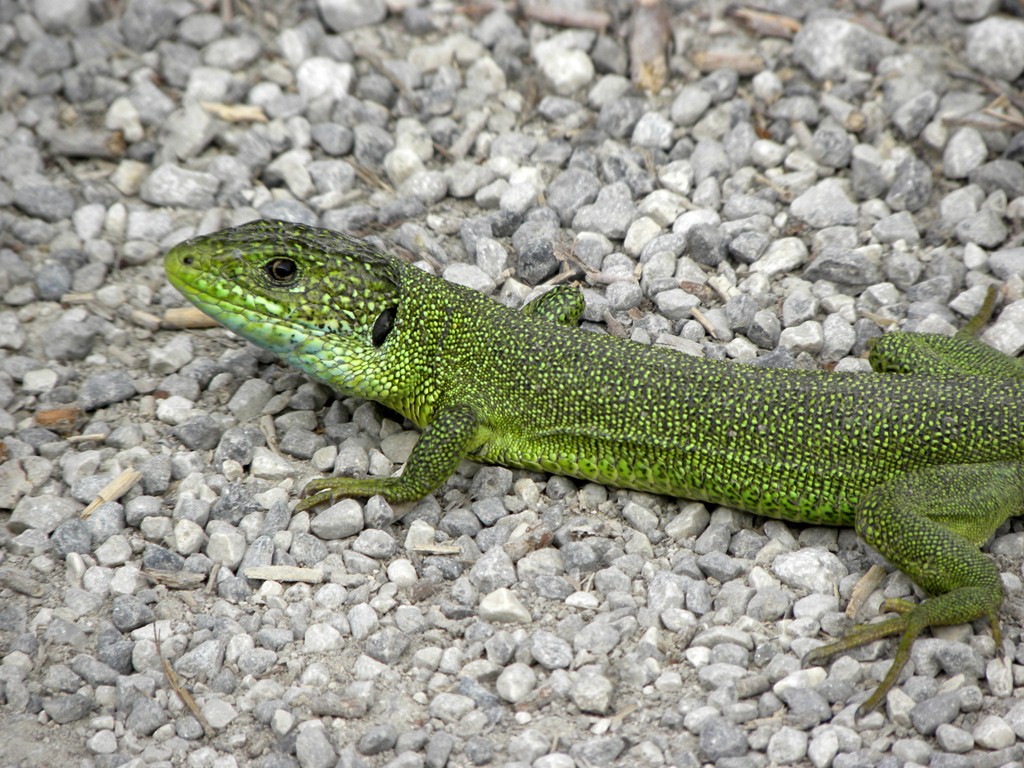 Dal finestrino della macchina - Lacerta viridis