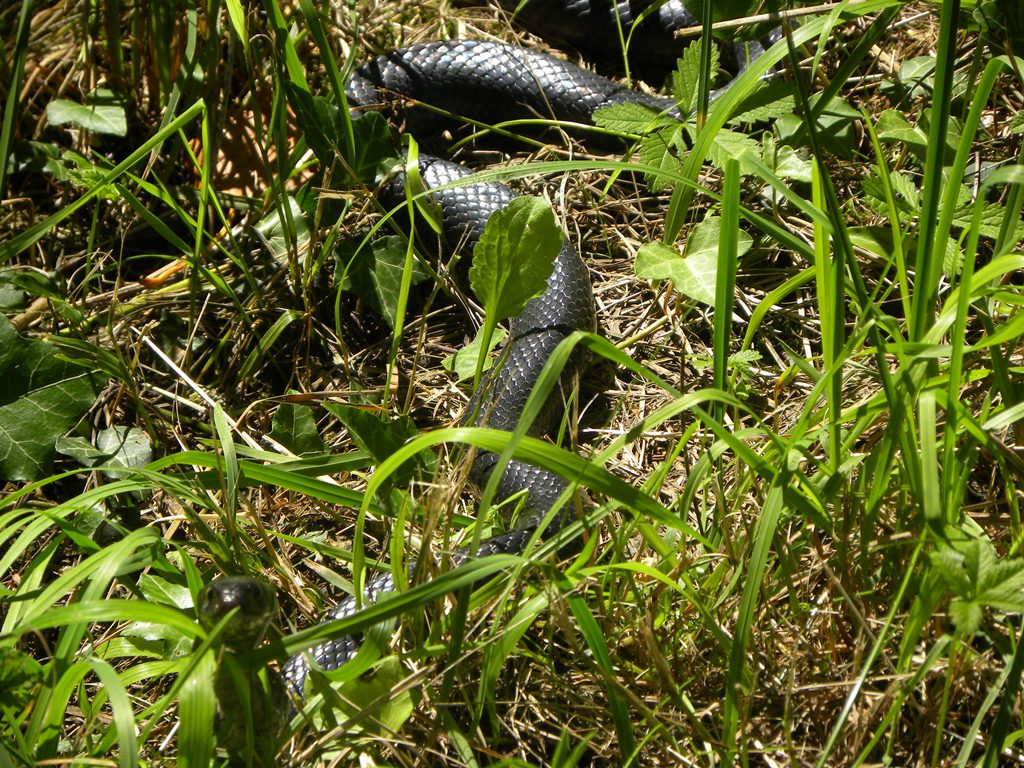 Hierophis viridiflavus