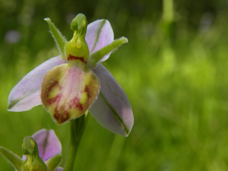 Ophrys apifera var. tilaventina