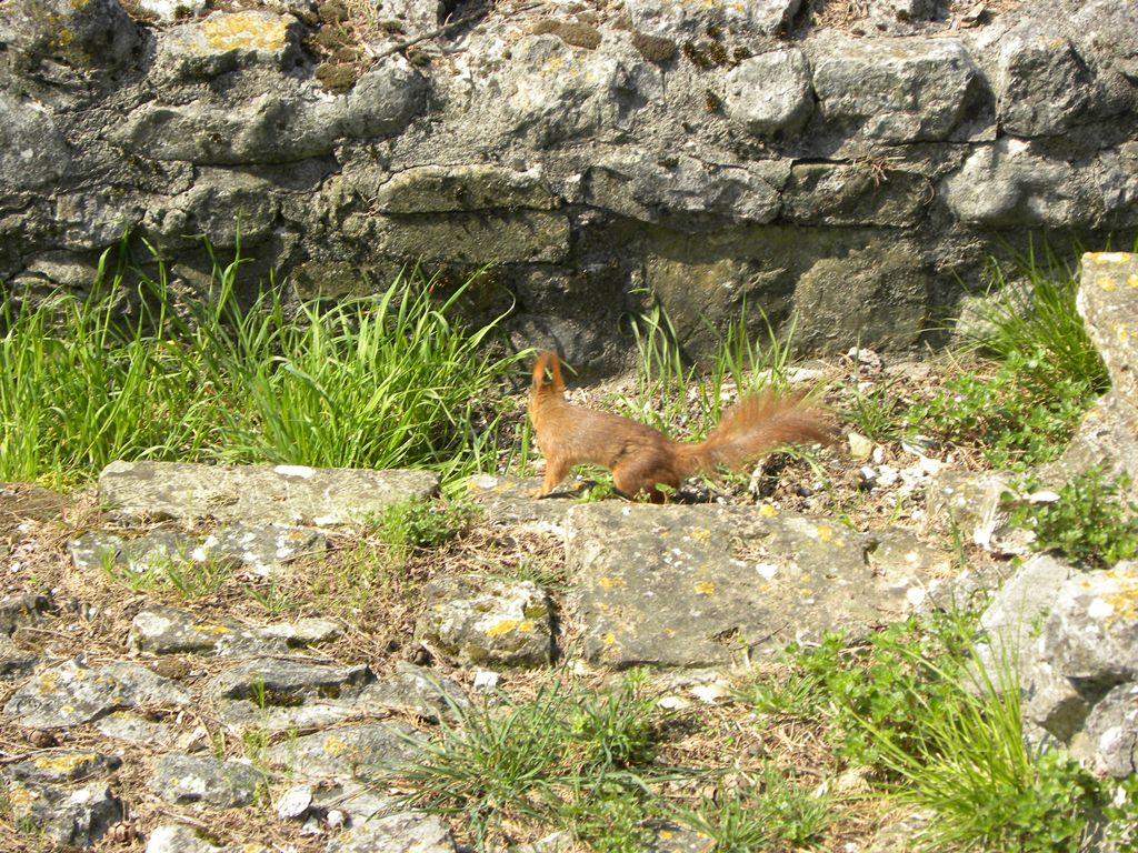 Sciurus vulgaris - Udine