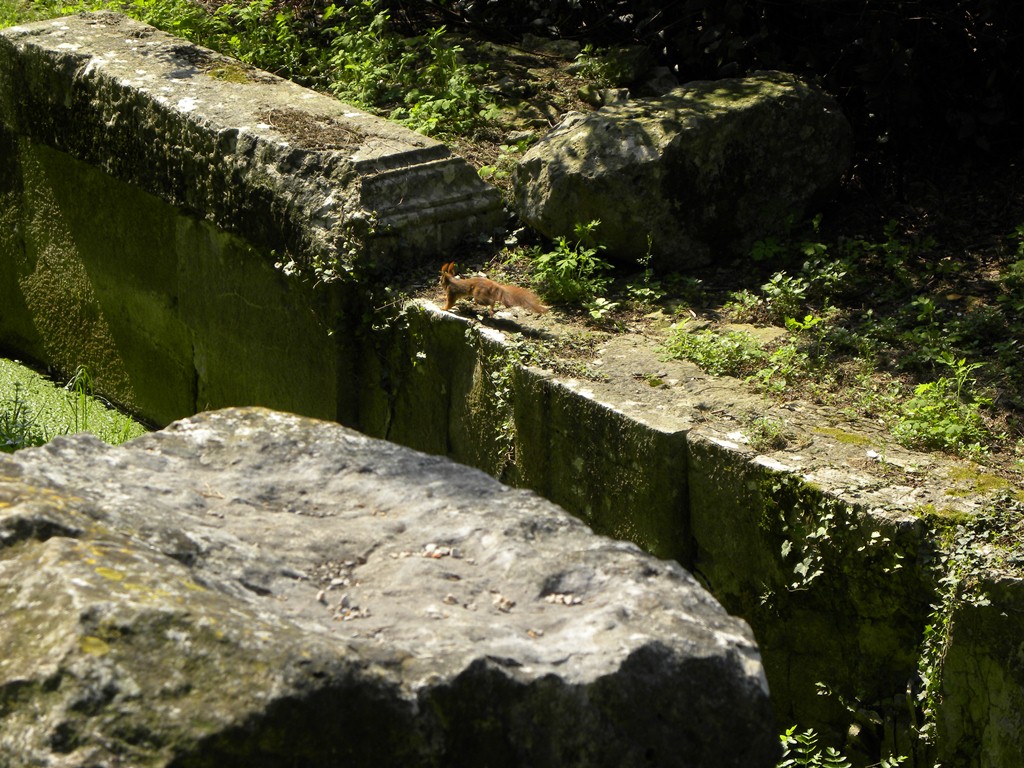 Sciurus vulgaris - Udine