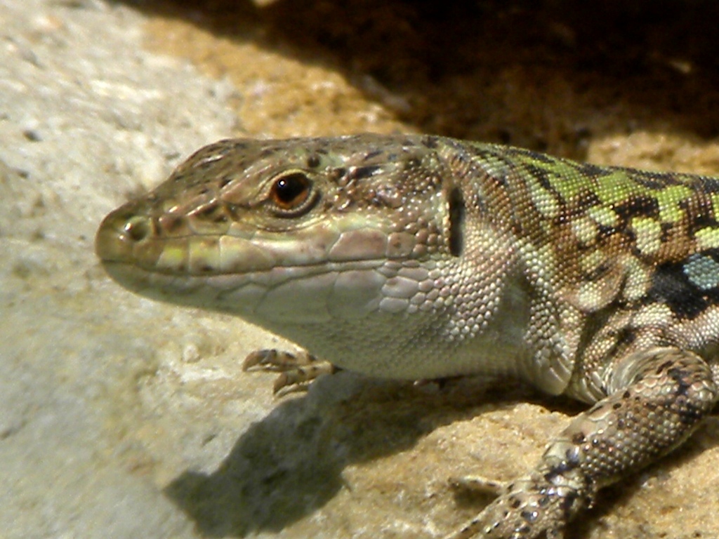 Podarcis wagleriana? No Podarcis siculus