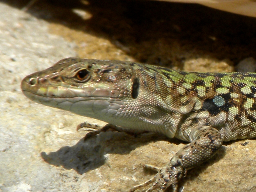 Podarcis wagleriana? No Podarcis siculus