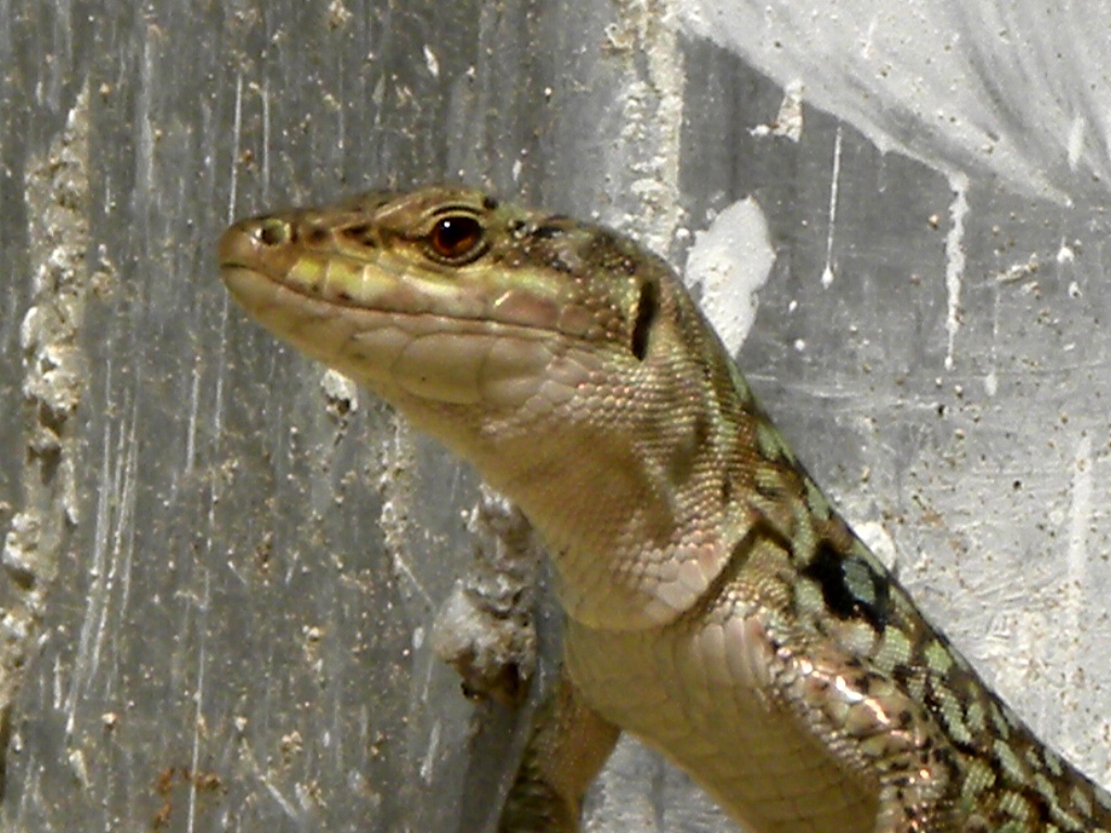 Podarcis wagleriana? No Podarcis siculus