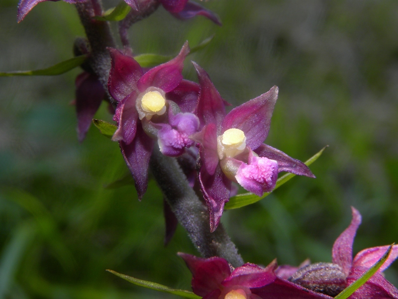 orchidea viola scuro: Epipactis atrorubens