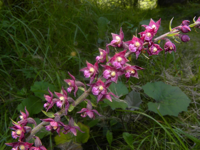 orchidea viola scuro: Epipactis atrorubens