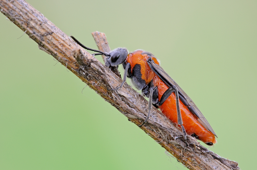 Imenottero rosso (Tenthredinidae?)