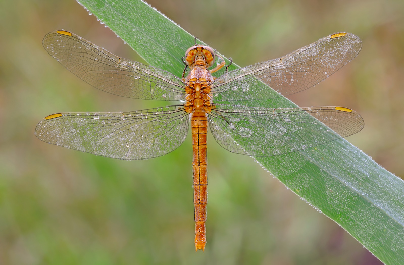 Brunneum o Coerulescens... - Orthetrum brunneum (femmina)