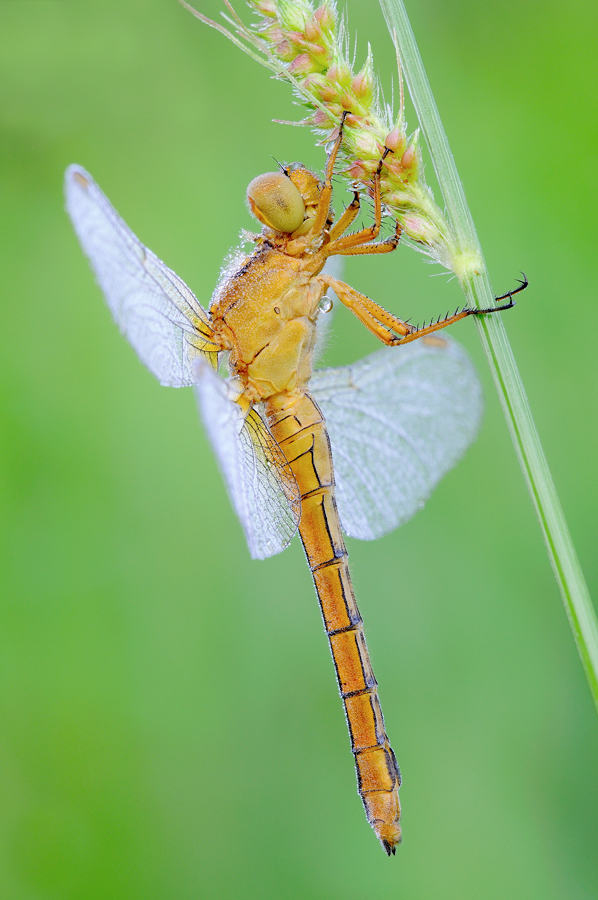 orthetrum coerulescens?