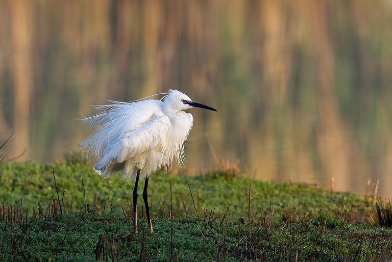 Egretta garzetta