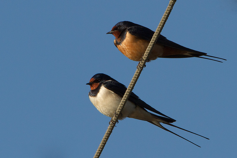 Hirundo rustica