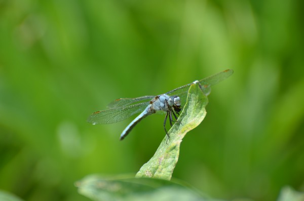 Orthetrum?