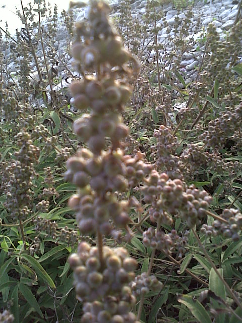 Vitex agnus-castus