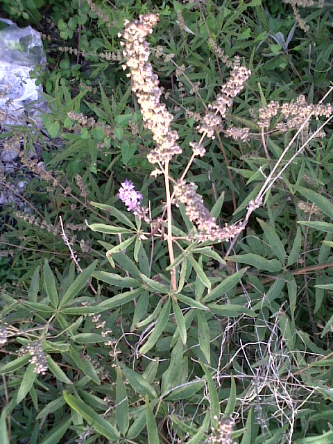 Vitex agnus-castus