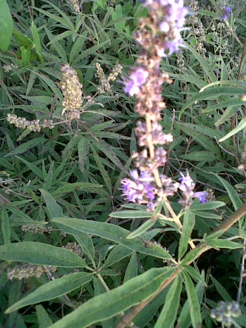 Vitex agnus-castus