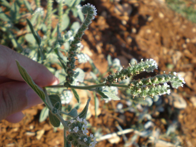 Heliotropium europaeum