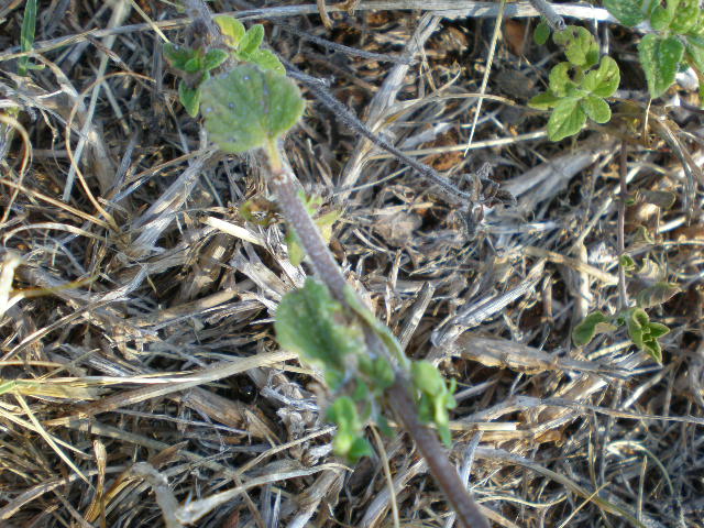 Calamintha nepeta