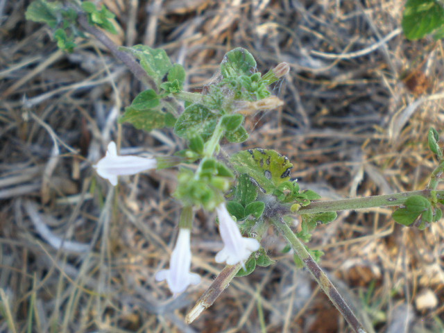 Calamintha nepeta