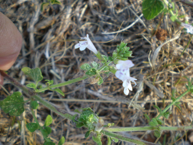 Calamintha nepeta