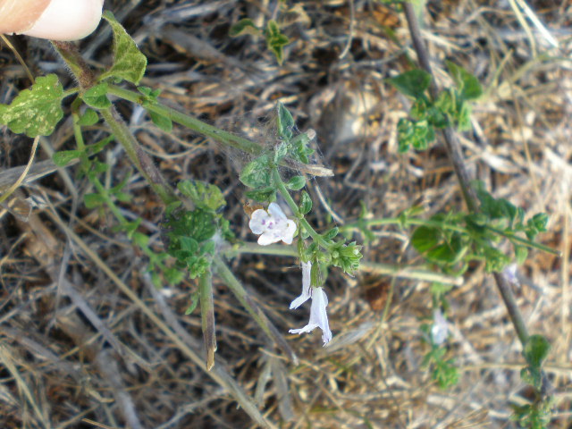 Calamintha nepeta