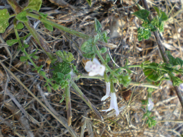 Calamintha nepeta