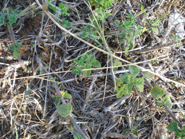 Calamintha nepeta