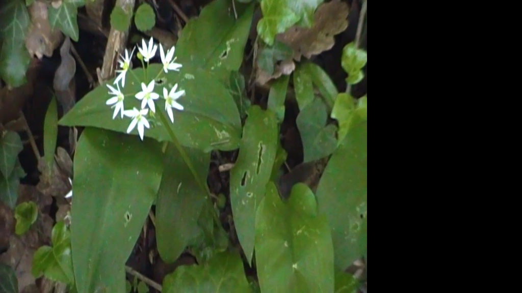 Allium ursinum