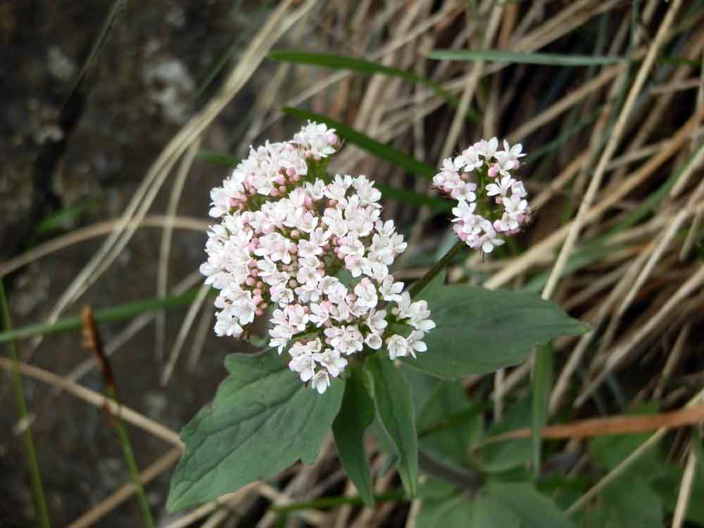 Appennino ligure: Valeriana tripteris