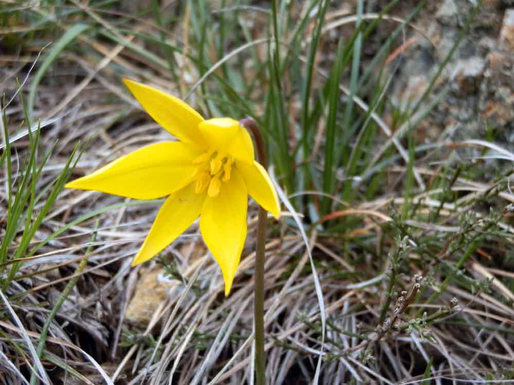 Appennino ligure: Tulipa australis