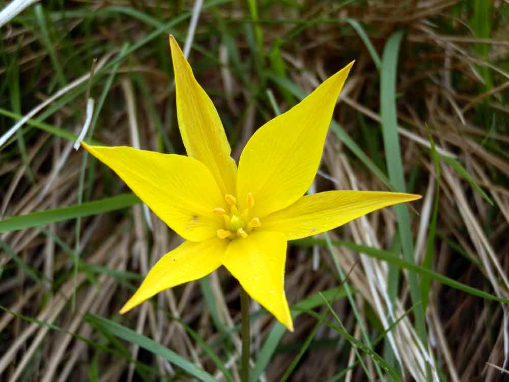 Appennino ligure: Tulipa australis