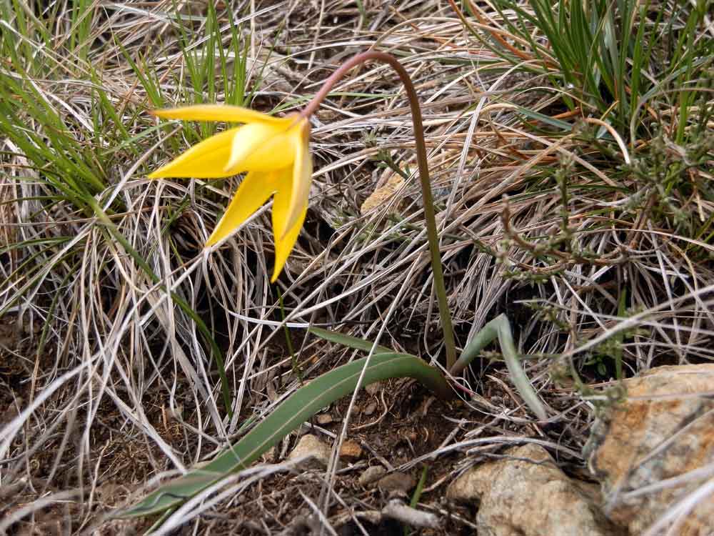 Appennino ligure: Tulipa australis