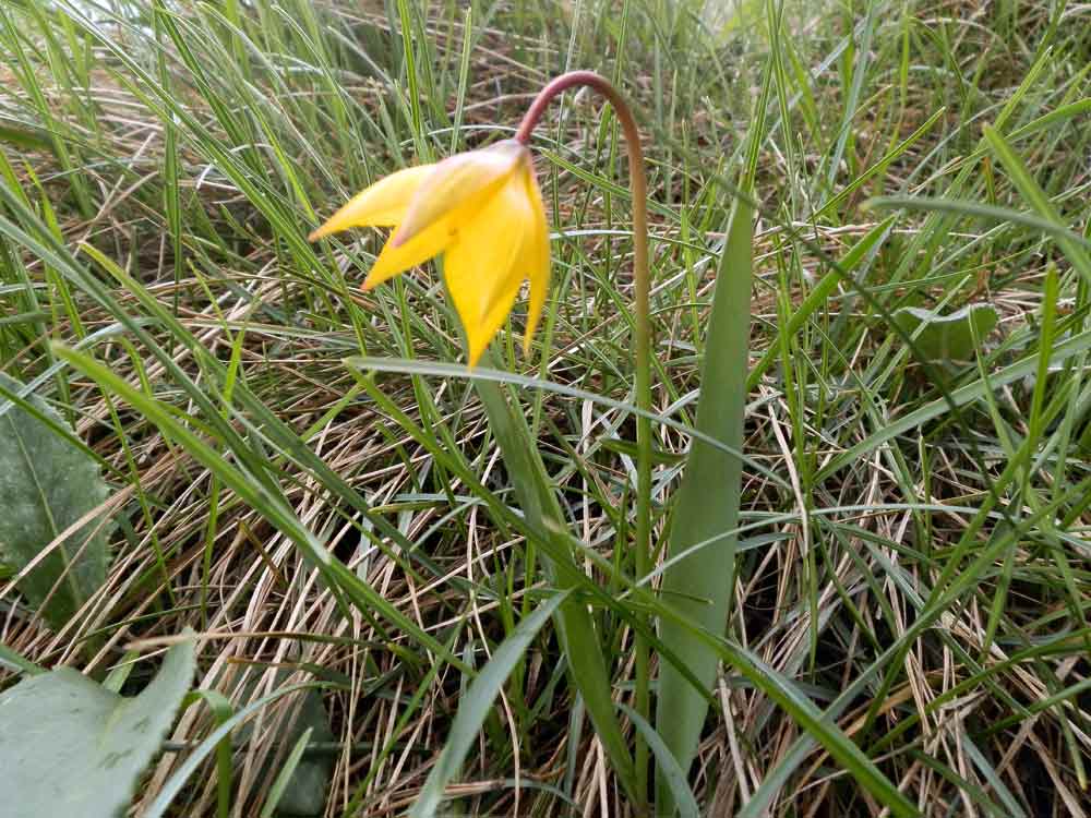 Appennino ligure: Tulipa australis