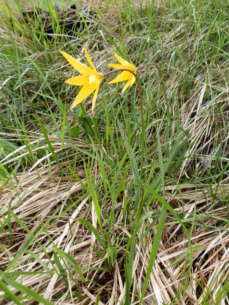 Appennino ligure: Tulipa australis