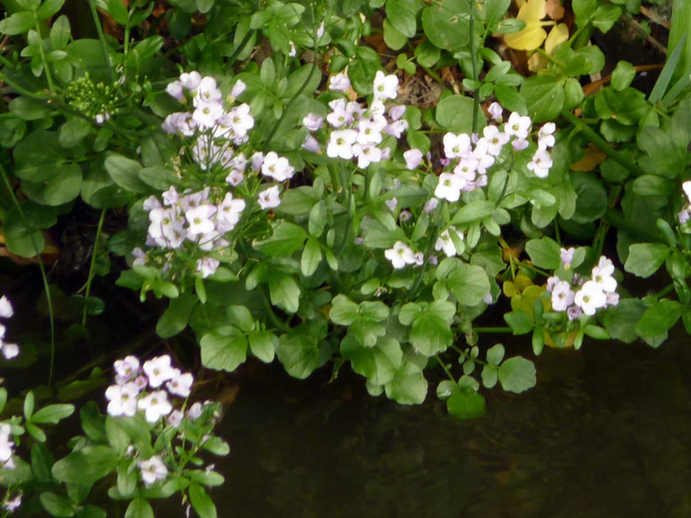 Nasturtium microphyllum