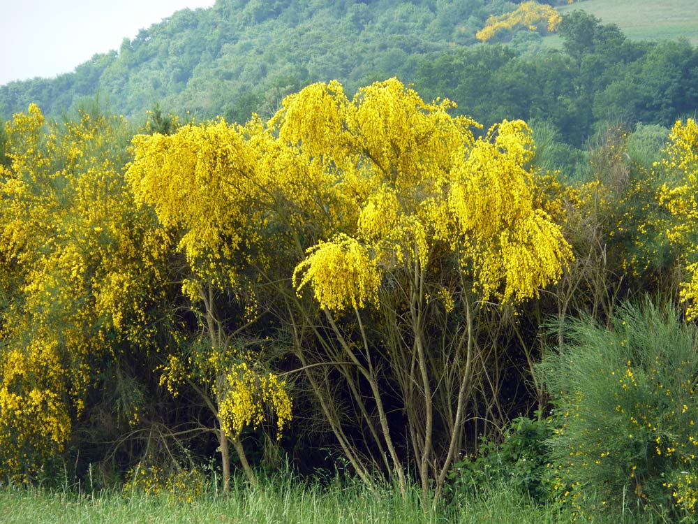 Genista aetnensis