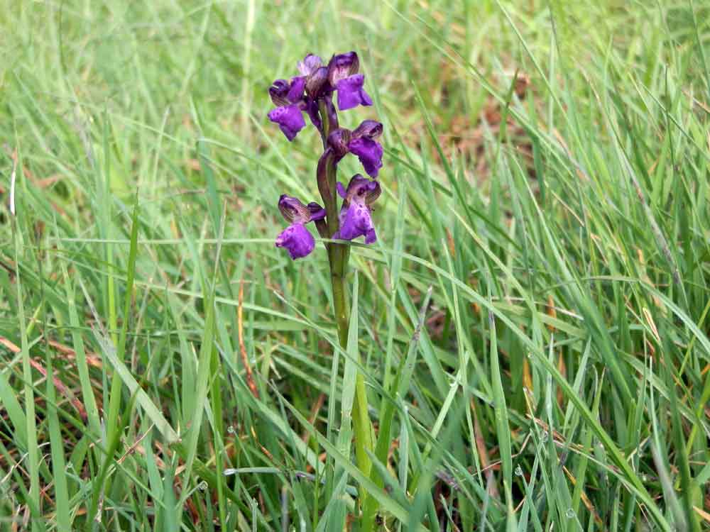 Appennino ligure 3: Anacamptis morio