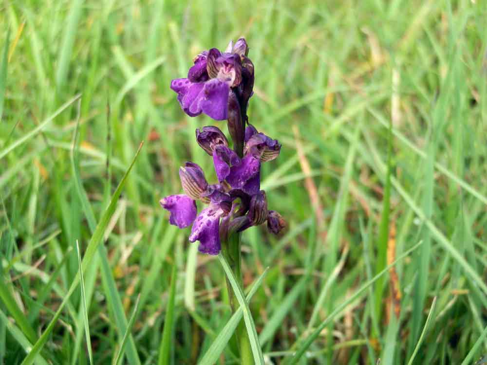 Appennino ligure 3: Anacamptis morio