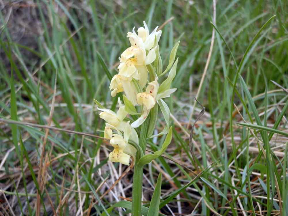 Appenino ligure 4: Dactylorhiza sambucina