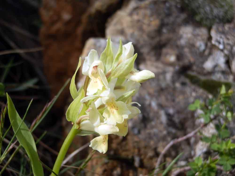 Appenino ligure 4: Dactylorhiza sambucina