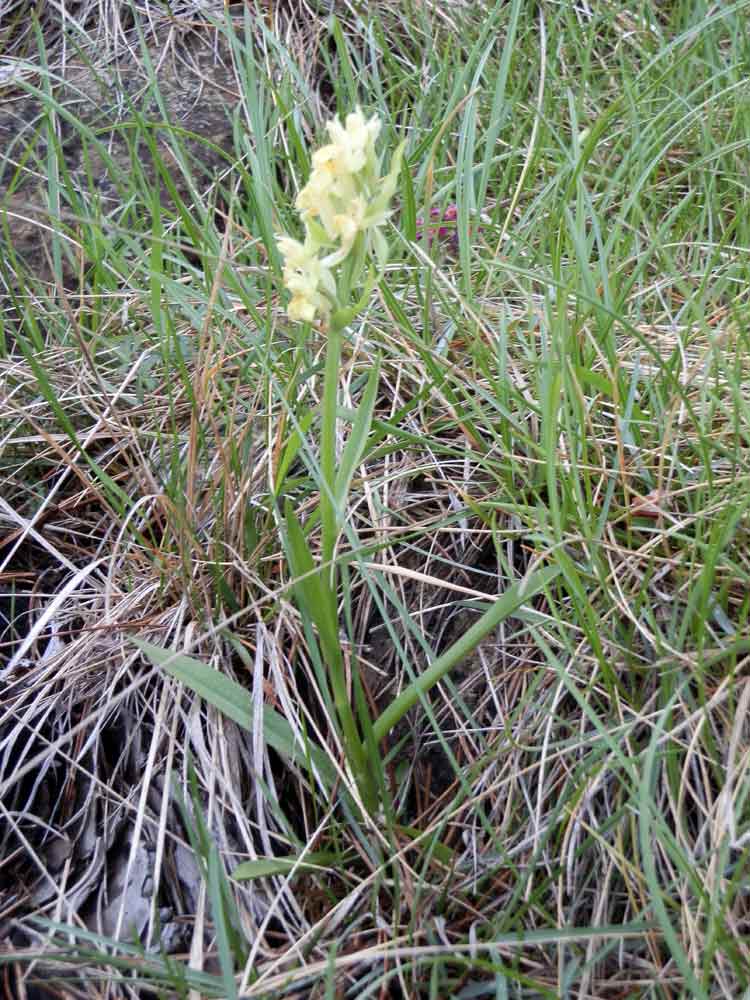 Appenino ligure 4: Dactylorhiza sambucina