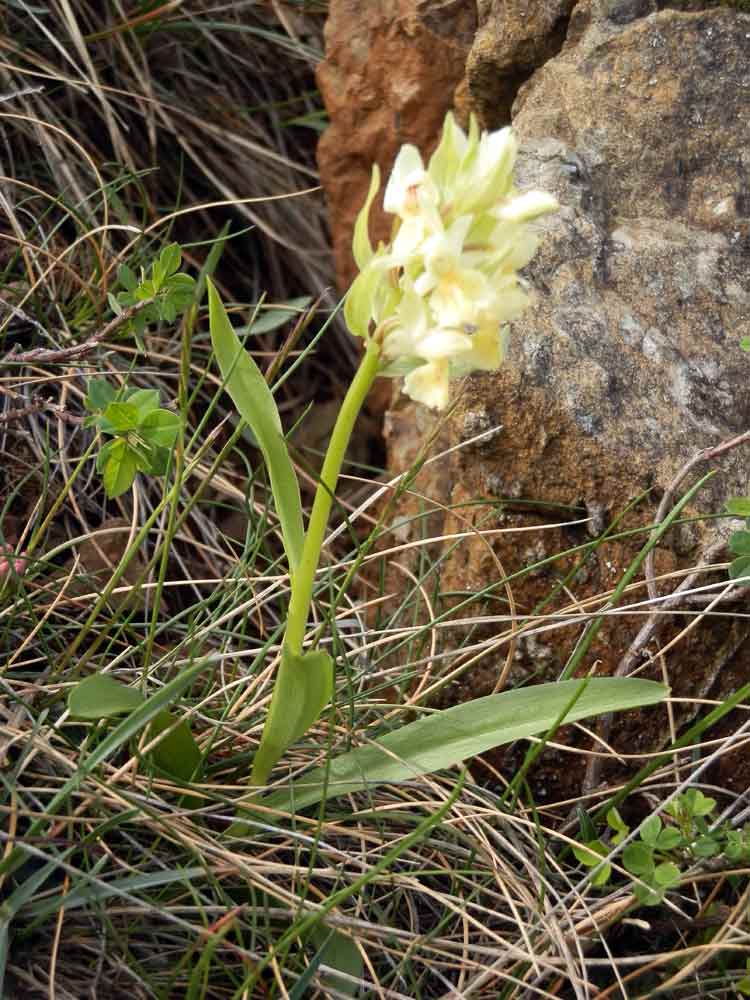 Appenino ligure 4: Dactylorhiza sambucina