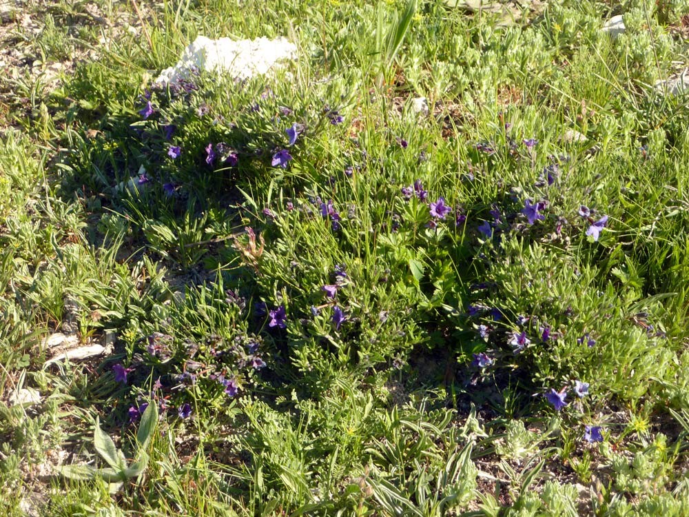 Lithodora cfr, diffusa