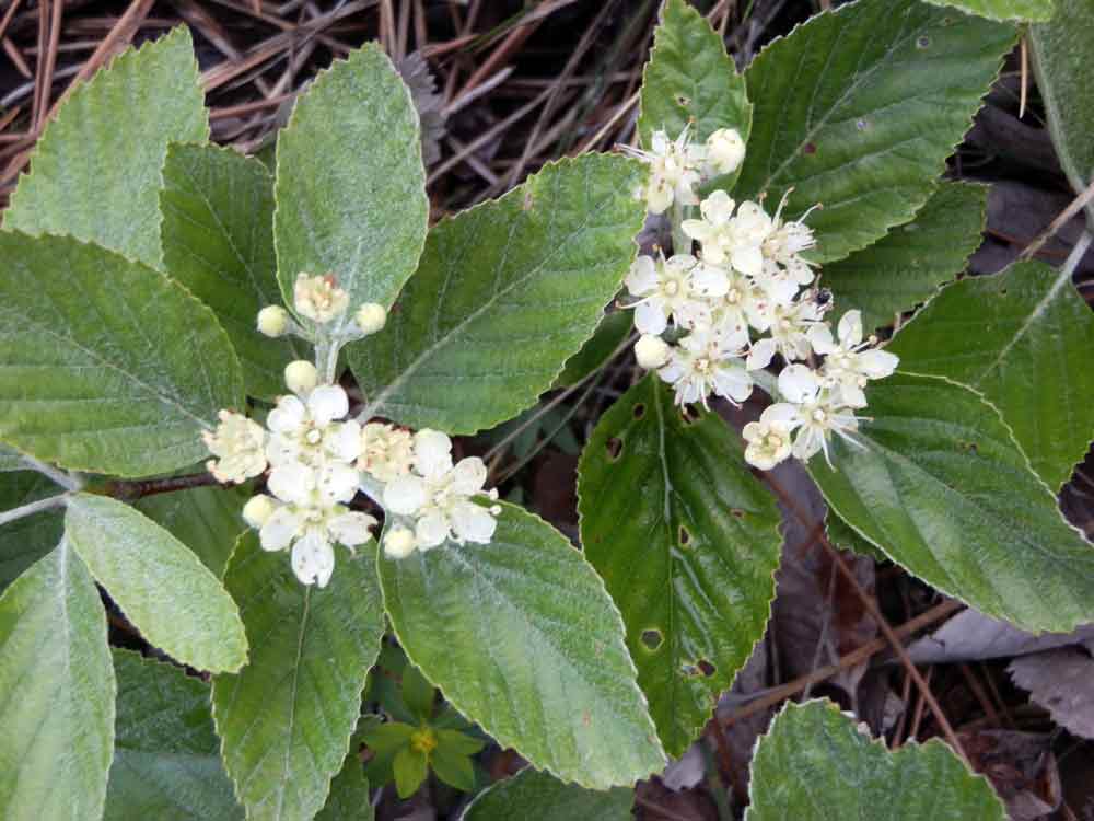 Appennino ligure: Sorbus aria