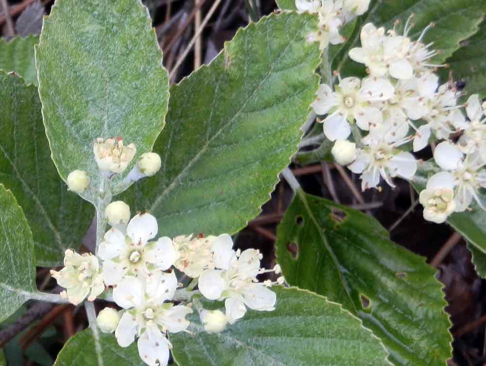 Appennino ligure: Sorbus aria