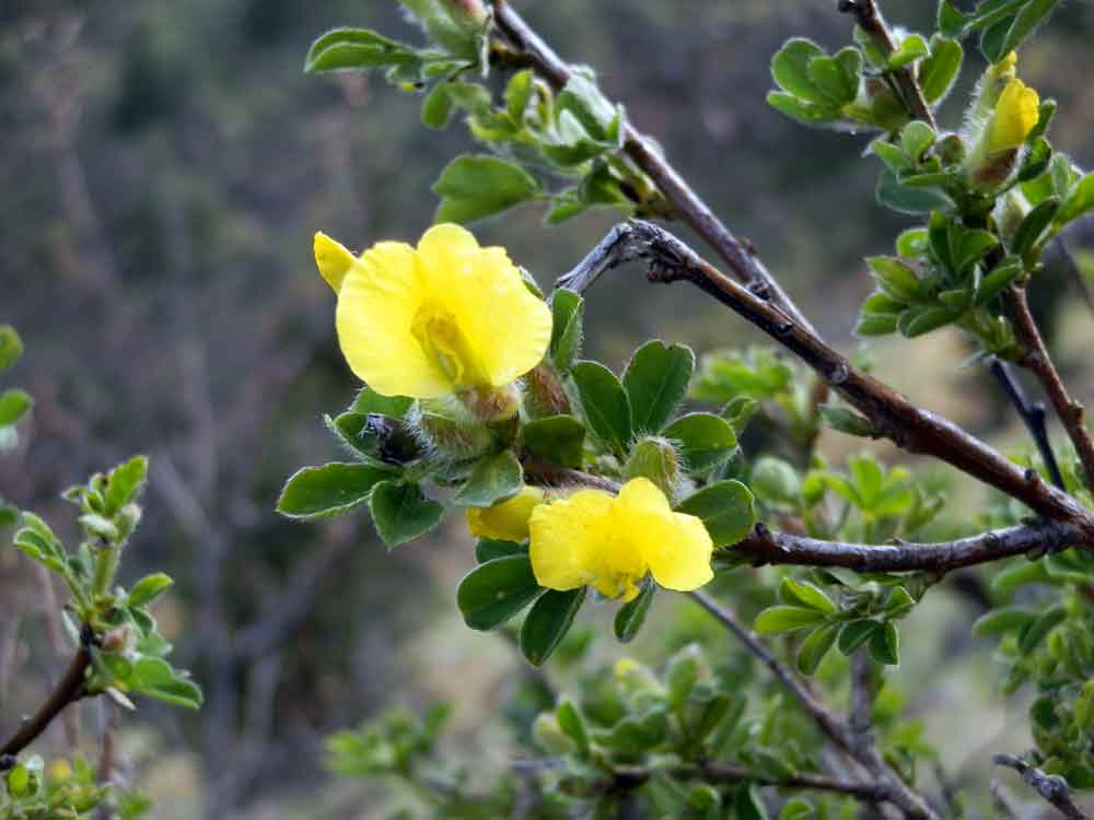 Appennino ligure : Cytisus hirsutus